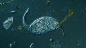 Poster for Dileptus: The Toxic Micro Elephant With an Insatiable Appetite