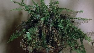 Poster for Murder Takes A Bow Poster for Murder Takes A Bow