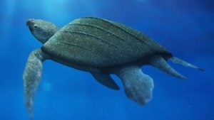 Poster for The Return of Giant Skin-Shell Sea Turtles