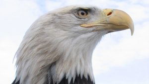 Poster for American Eagle