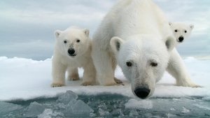 Poster for Snow Bears