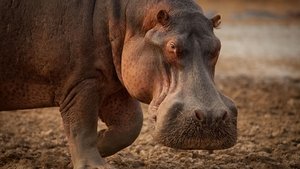 Poster for Hippo King