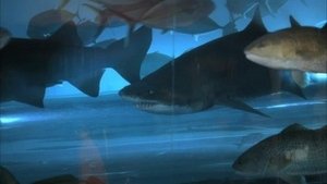Poster for Pool Shark
