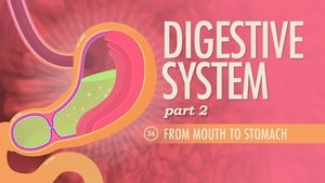 Poster for Digestive System, Part 2