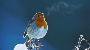Poster for Attenborough's Wonder of Song