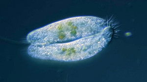 Poster for Becoming Your Own Baby Through Conjugation