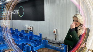 Poster for Bugs on the Menu