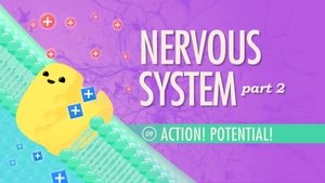 Poster for The Nervous System, Part 2 - Action! Potential!