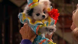 Poster for Stan has Puppies (2)