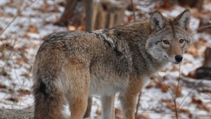 Poster for Meet the Coywolf