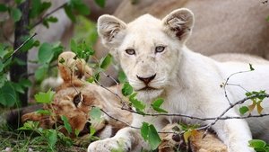 Poster for The White Lions