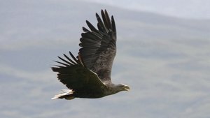 Poster for Eagles of Mull