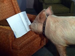 Poster for A Star Named Arnold is Born (Part 2) Poster for A Star Named Arnold is Born (Part 2)