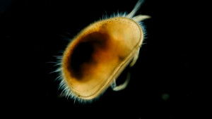 Poster for The Tiny Crustacean With the Oldest Penis