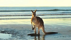 Poster for Animals with Cameras 02: Australia