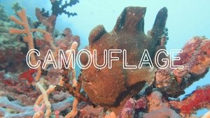 Poster for Incredible Aquatic Camouflage