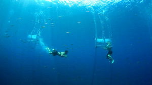 Poster for Blood Versus Love