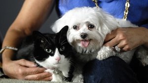 Poster for Why We Love Cats and Dogs