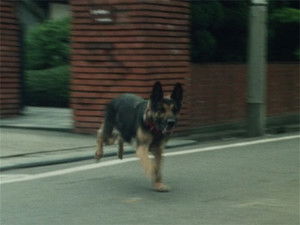 Poster for The Bomb-Setting Dog
