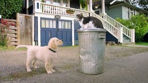 Poster for Kitten Academy