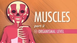 Poster for Muscles, Part 2 - Organismal Level