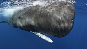 Poster for Ocean Giants: Giant Lives