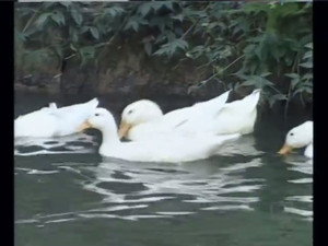 Poster for Episode 170 Poster for Episode 170