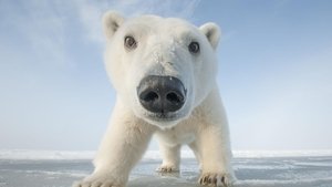 Poster for Snowbound: Animals of Winter