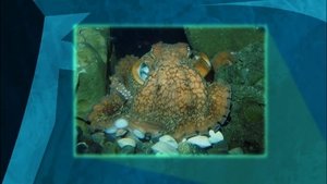 Poster for Mystery of the Weird Looking Walrus Poster for Mystery of the Weird Looking Walrus