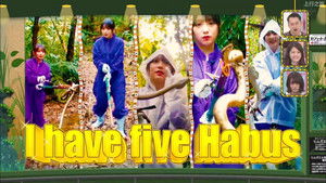 Poster for Nogizaka Under Construction in Okinawa Part 5 - Viper Hunting