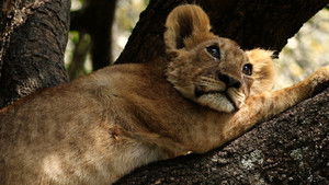 Poster for Exposed Poster for Exposed