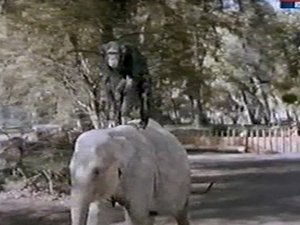 Poster for Judy and the Baby Elephant