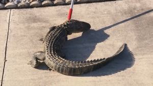 Poster for See You Later Alligator