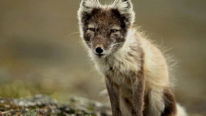 Poster for Naked Poster for Naked