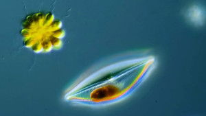 Poster for How Diatoms Build Their Beautiful Shells