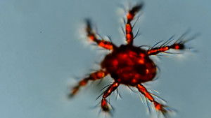 Poster for The Fantastic Feet of the Microcosmos