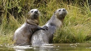 Poster for Yellowstone Otters