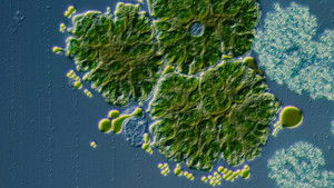 Poster for Can Algae Fuel Our Cars?