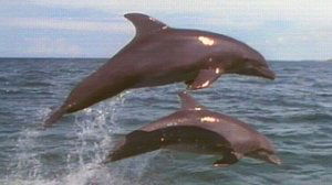 Poster for Dolphins: Close Encounters
