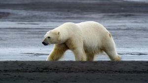 Poster for Kingdom of the Polar Bear
