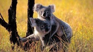 Poster for Cracking the Koala Code
