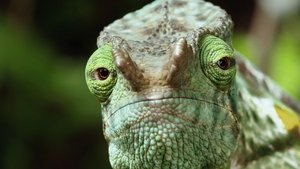 Poster for Reptiles