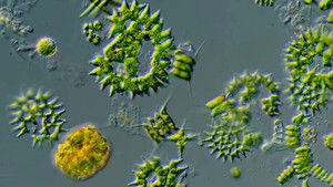 Poster for The Diversity of Shapes in the Microcosmos