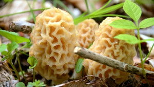 Poster for Episode 7