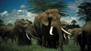 Poster for Unforgettable Elephants