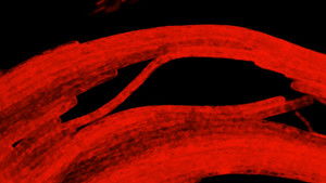 Poster for Revealing the Hidden Colors of the Microcosmos