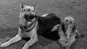 Poster for A Tale of Two Dogs