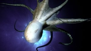 Poster for The Octopus Show