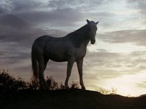 Poster for A Dream of Wild Horses