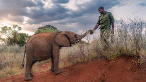 Poster for Becoming Elephant: The Orphans of Reteti | Graduation Day